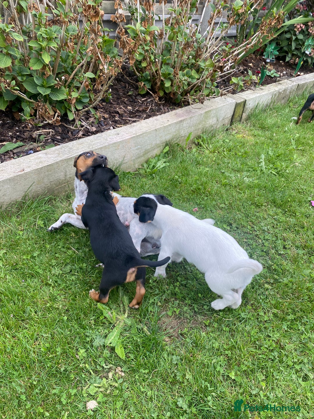 Jack Russell dogs for sale: Jack Russell terrier puppies - Image 11