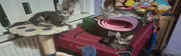 Maine Coon cats for sale: Pedigree full maine coons  - Advert 11