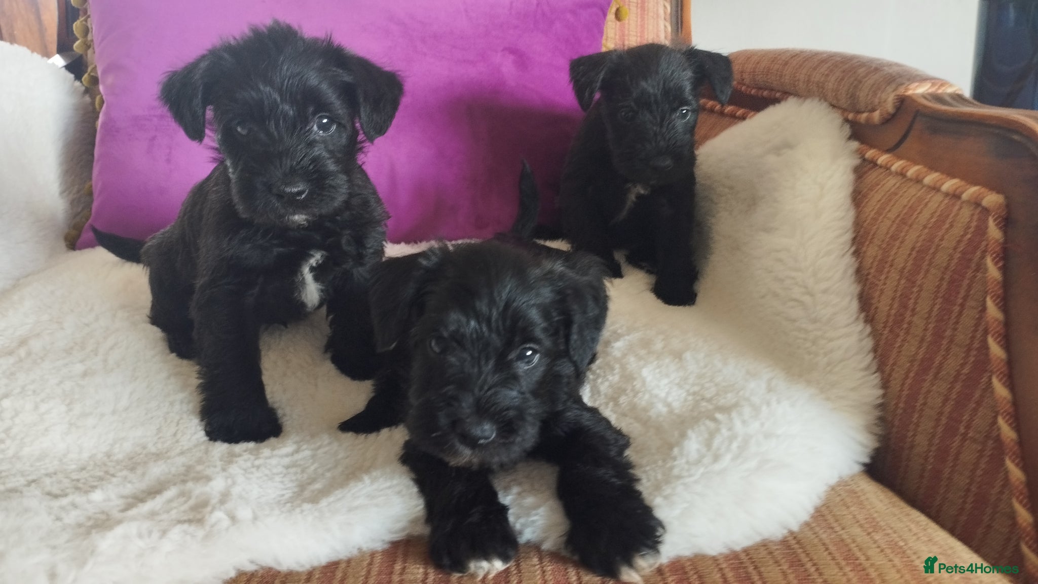 Miniature Schnauzer dogs for sale: Stunning Mini Schnauzers - Advert 6