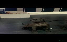 Mixed Breed dogs for sale: Cane corso x mail pups available.  - Advert 7