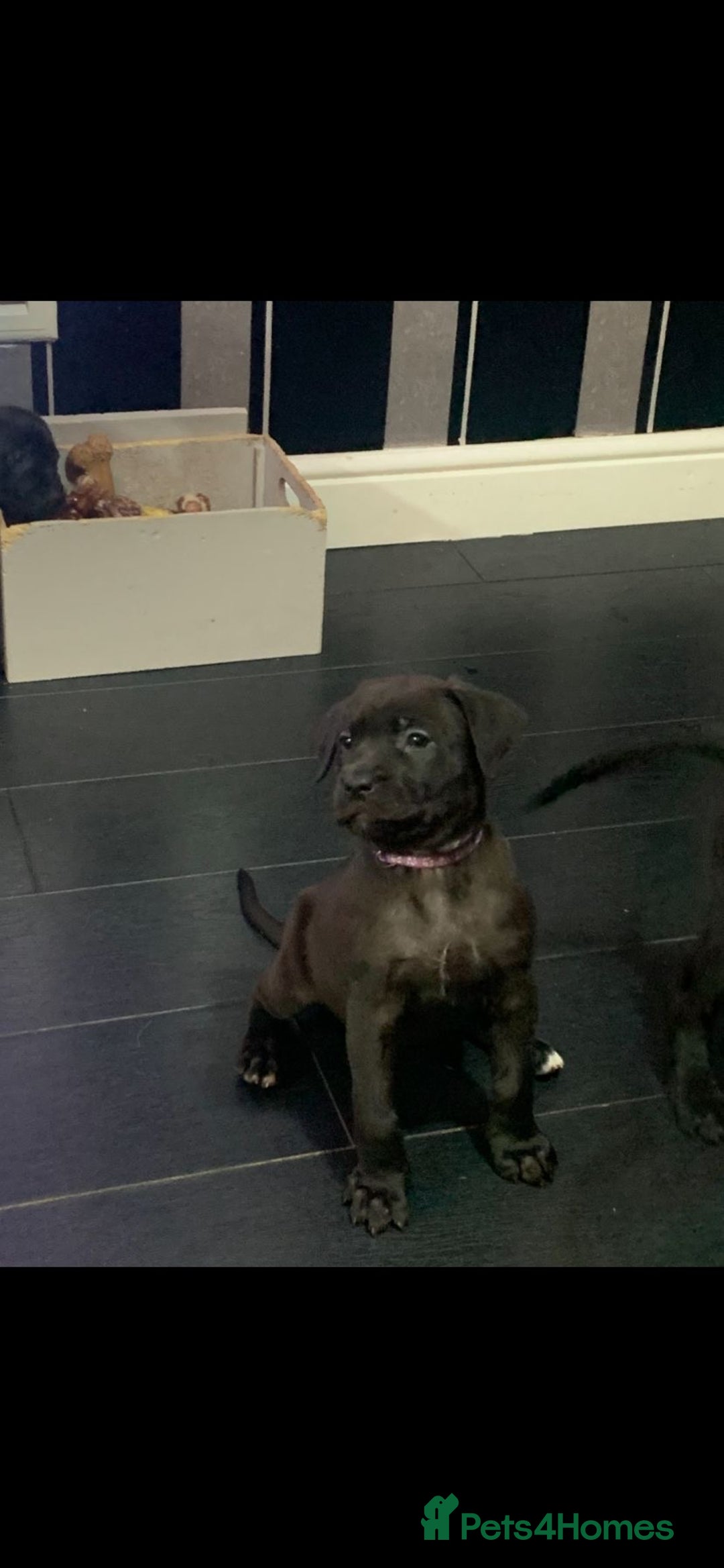 Mixed Breed dogs for sale: Cane corso x mail pups available.  - Advert 7