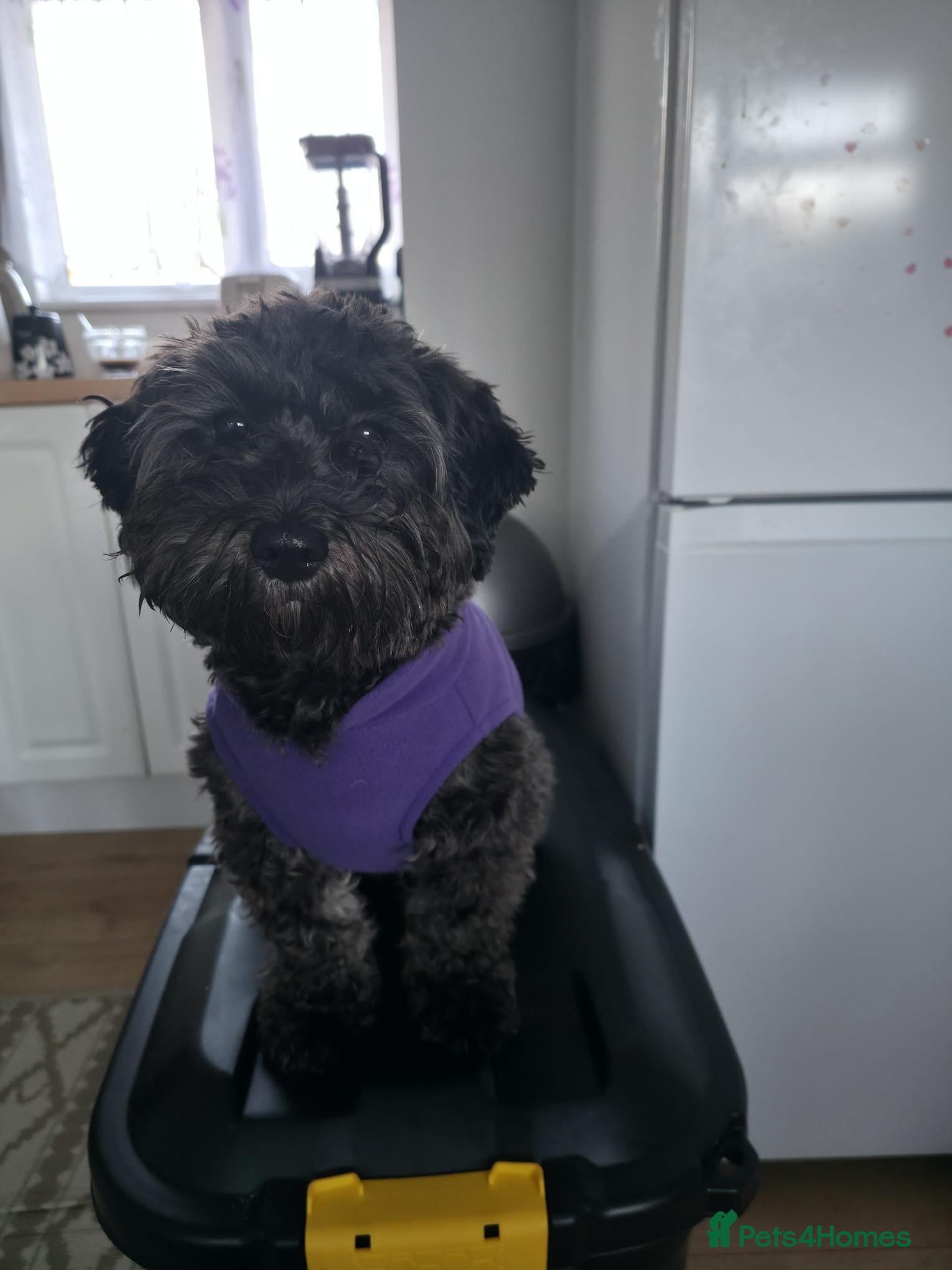 Maltipoo dogs Maltipoo  - Advert 4