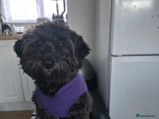 Maltipoo dogs Maltipoo - Advert 4