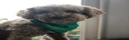 Cockapoo dogs for sale: Stunning F2 Cockapoo puppies - Advert 22