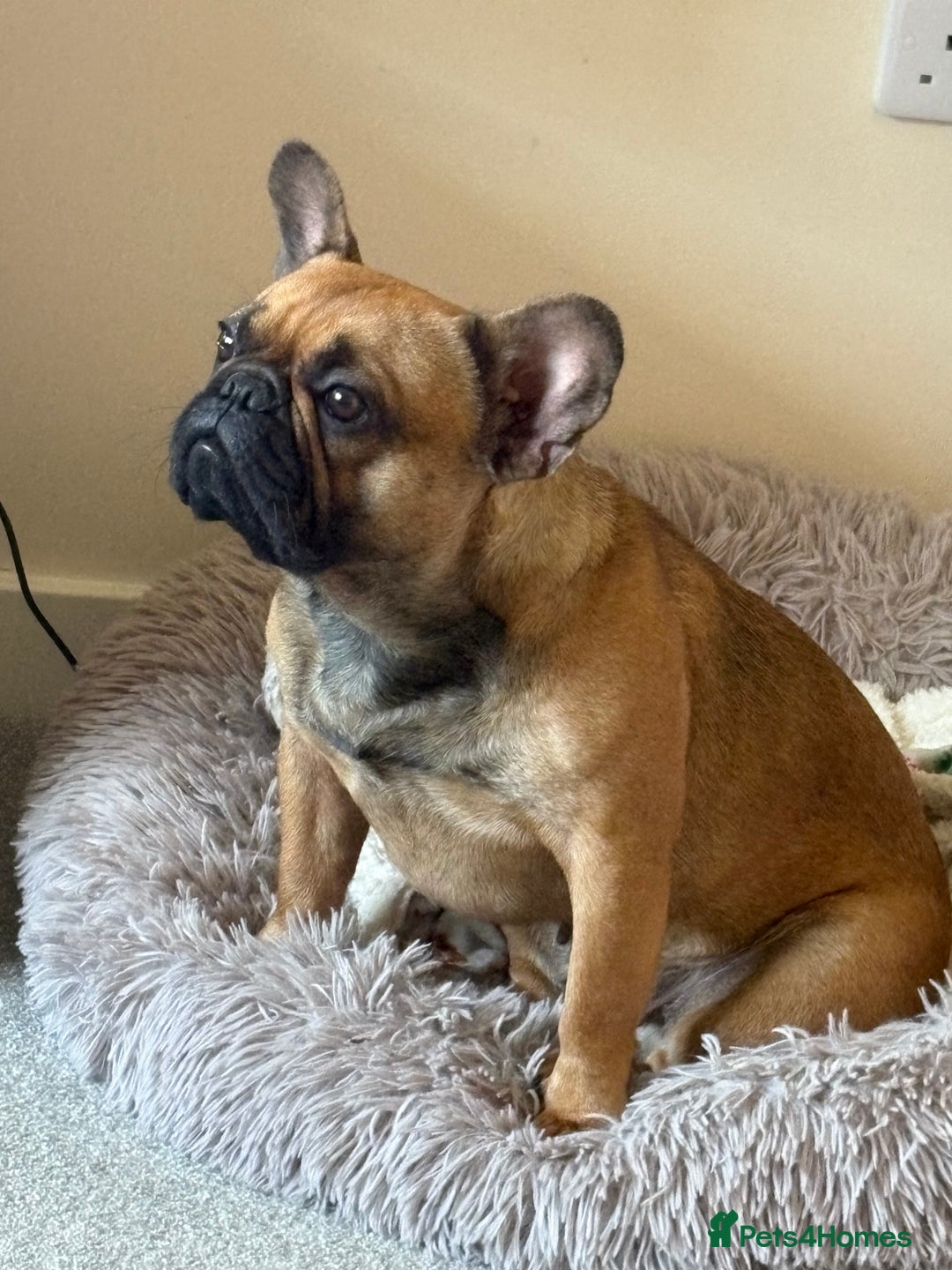 French Bulldog dogs for sale: 2 year old frenchie  - Advert 3