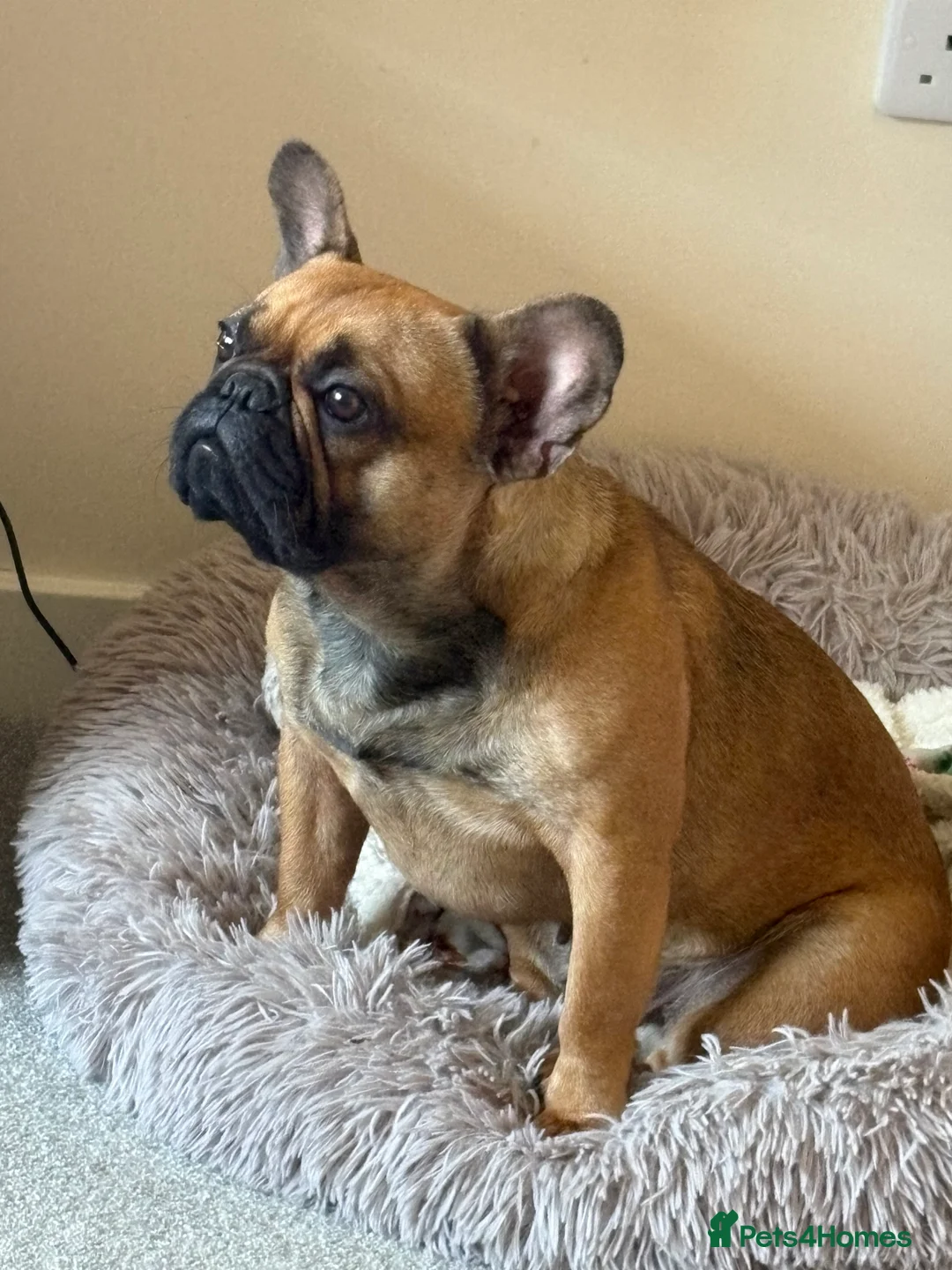 French Bulldog dogs for sale: 2 year old frenchie  - Advert 3