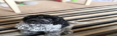 Cockapoo 1