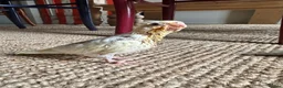 Cockatiels birds for sale: Hand Reared Baby Cockatiels in Alnwick - Advert 1