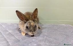 Rex rabbits for sale: Mini Rex's ‼️NOW AVAILABLE ‼️ 9 weeks old  - Advert 18