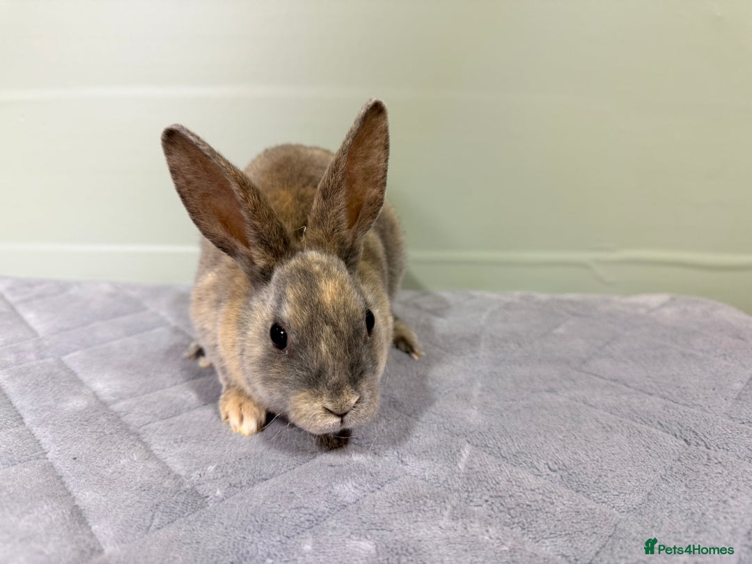 Rex rabbits for sale: Mini Rex's ‼️NOW AVAILABLE ‼️ 9 weeks old  - Advert 18