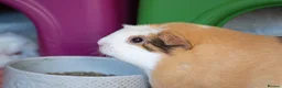 Guinea Pig rodents for sale: Female guinea pigs  - Advert 2
