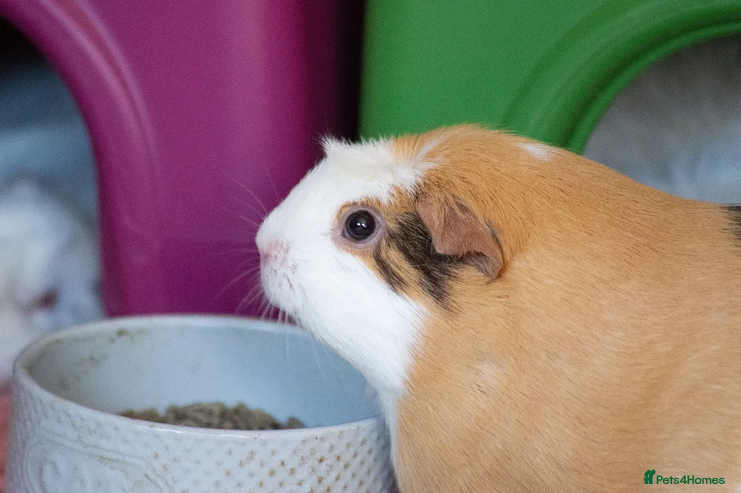 Guinea Pig rodents for sale: Female guinea pigs  - Advert 2