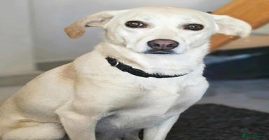 Mixed Breed dogs - Advert 4