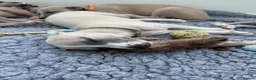 Whippet dogs for sale: KC whippet puppies  - Advert 27