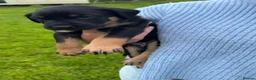 Huntaway dogs for sale: New Zealand Huntaway.  - Advert 3