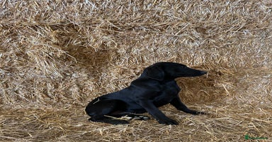 Labrador Retriever dogs - Advert 2