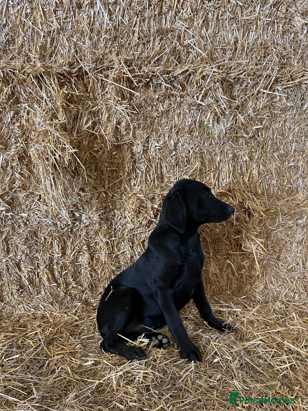 Labrador Retriever dogs for sale: Labrador  - Image 3