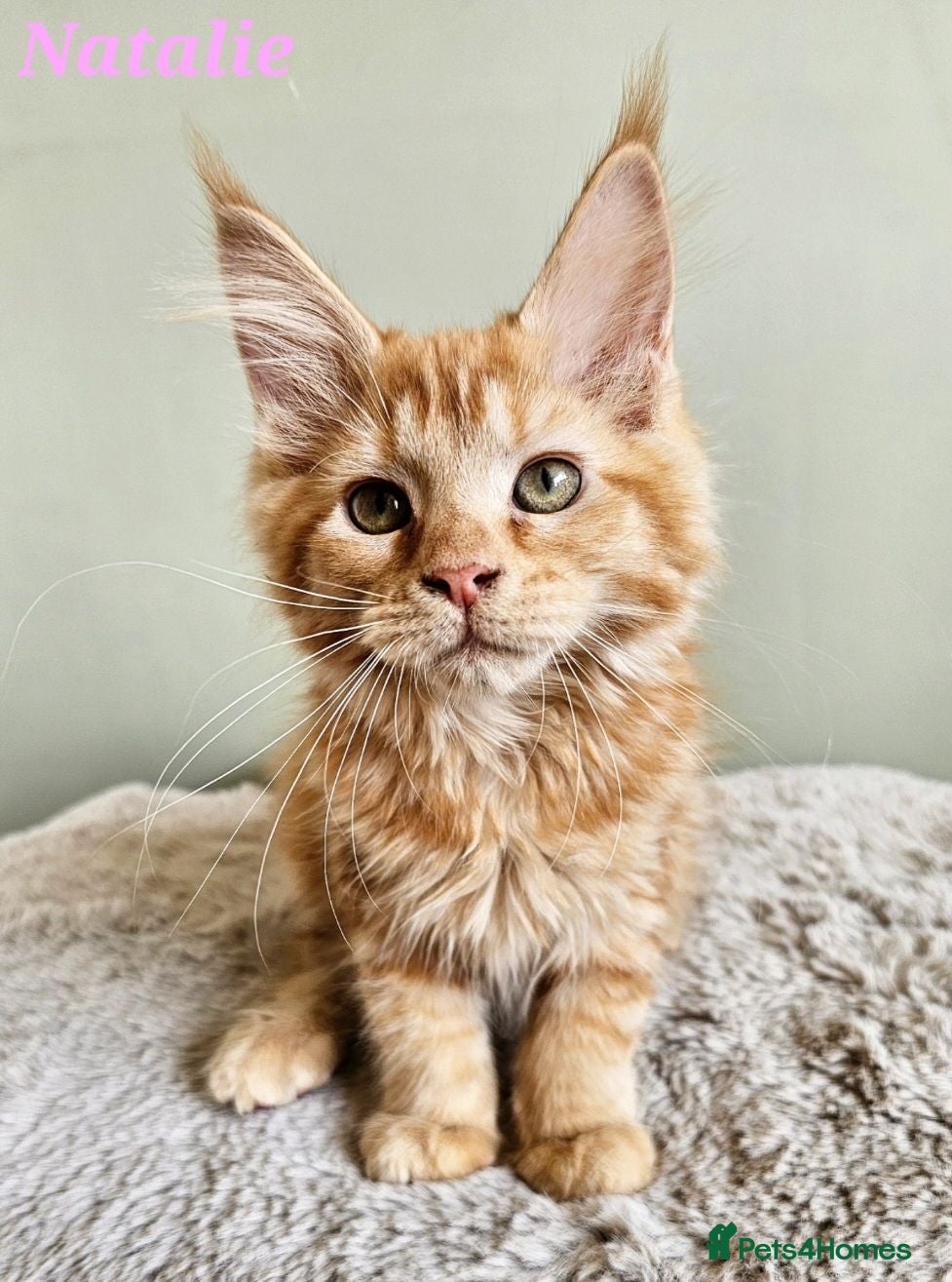 Maine Coon cats Beautiful Maine Coon kittens  - Advert 1