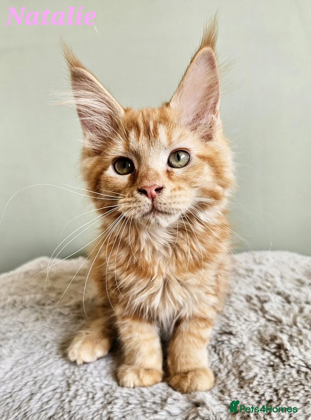 Maine Coon cats for sale: Beautiful Maine Coon kittens  - Advert 1