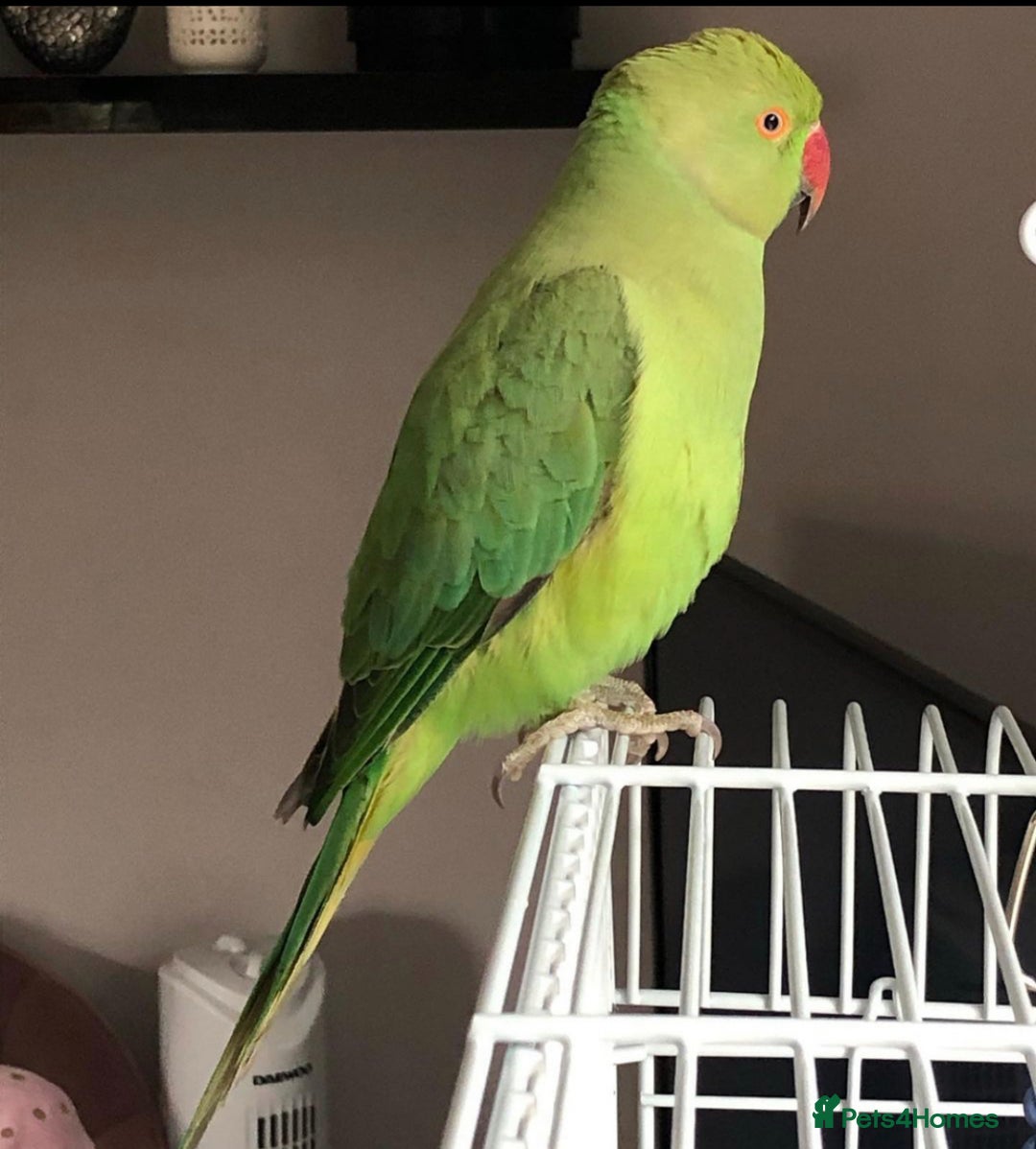Parrots birds for sale: Baby ring neck talking parrot  - Advert 3