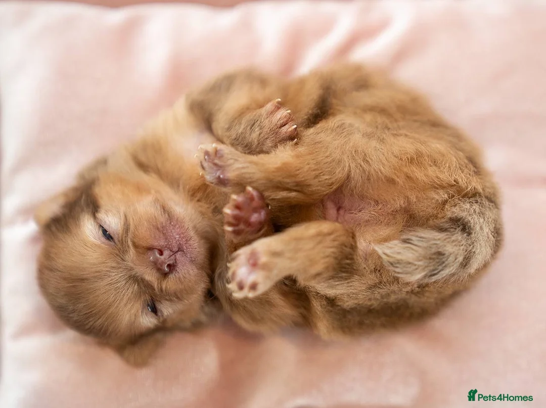 Pomeranian dogs for stud: STUD Chocolate and Tan Merle Blue Eyes Puppy Size in Guildford - Advert 20