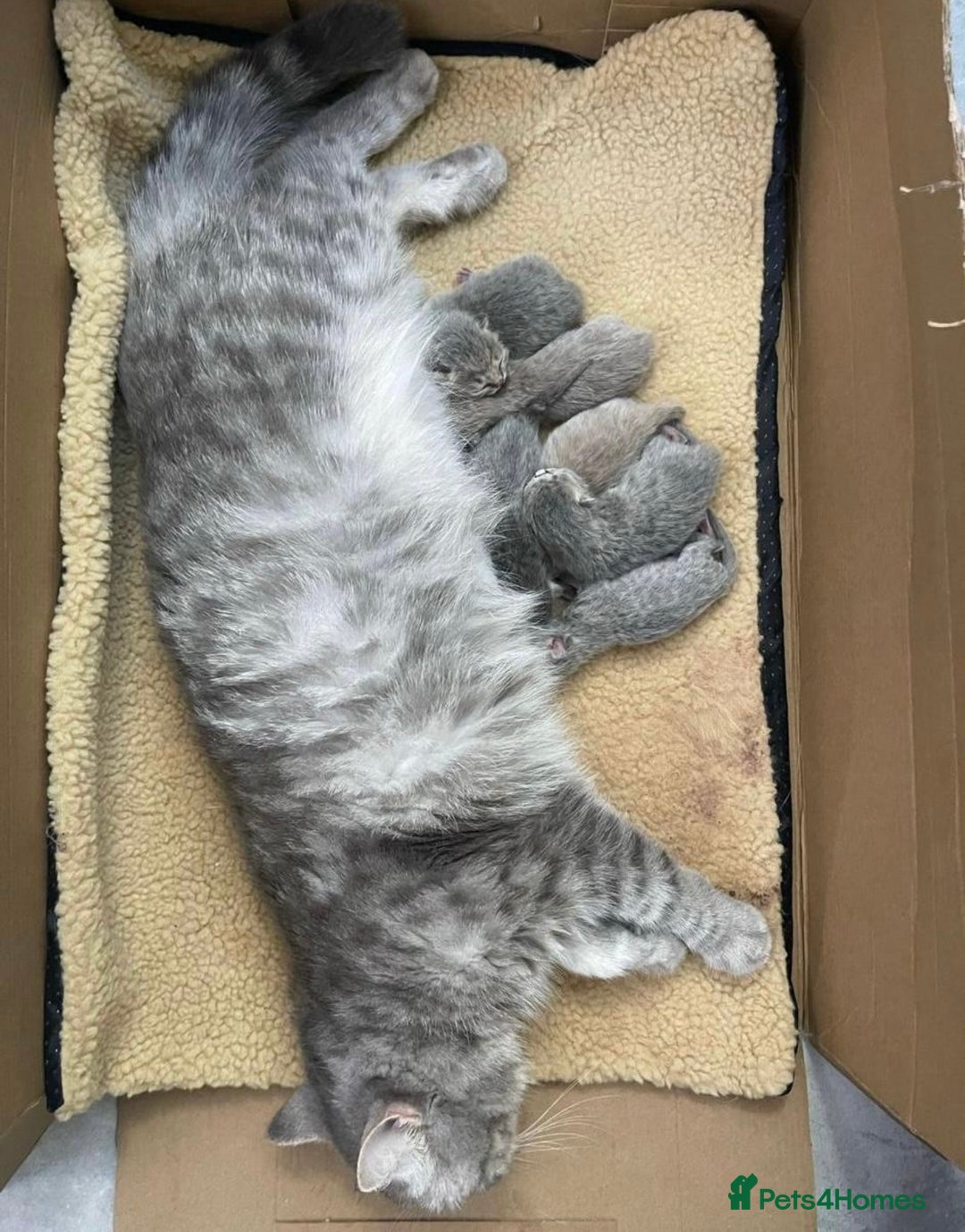 British Shorthair cats for stud: STUNNING GCCF REGISTERED PROVEN STUD - Advert 6