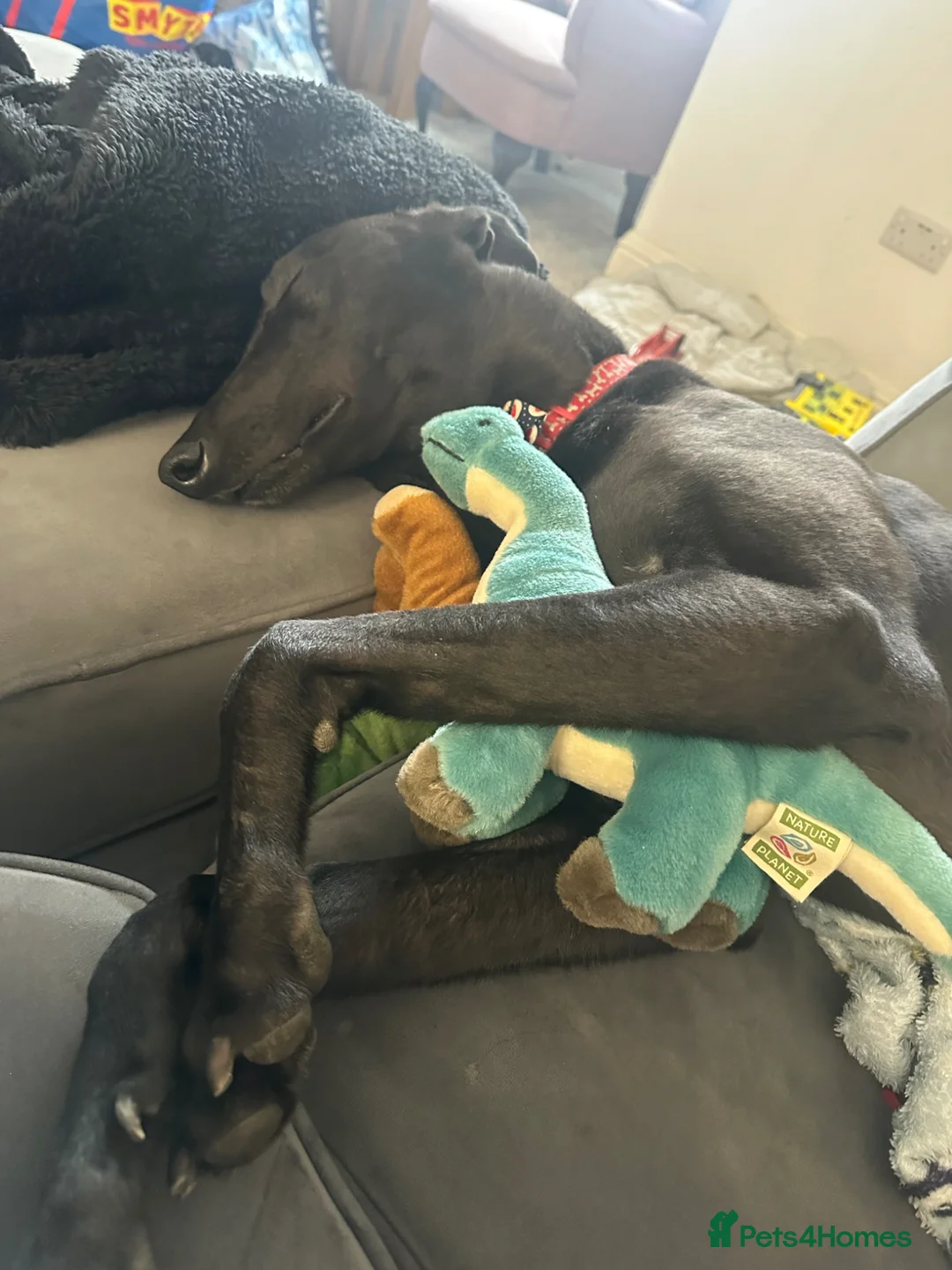 Greyhound dogs for sale: 4 y/o Gentle greyhound looking for pet free home - Advert 5