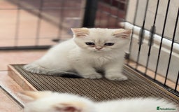 British Shorthair cats for sale: Champion sired Golden Colourpoint Kittens  - Image 12