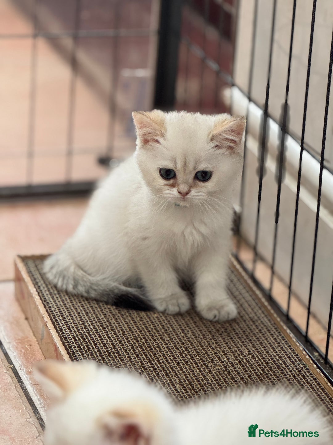 British Shorthair cats for sale: Champion sired Golden Colourpoint Kittens  - Image 12