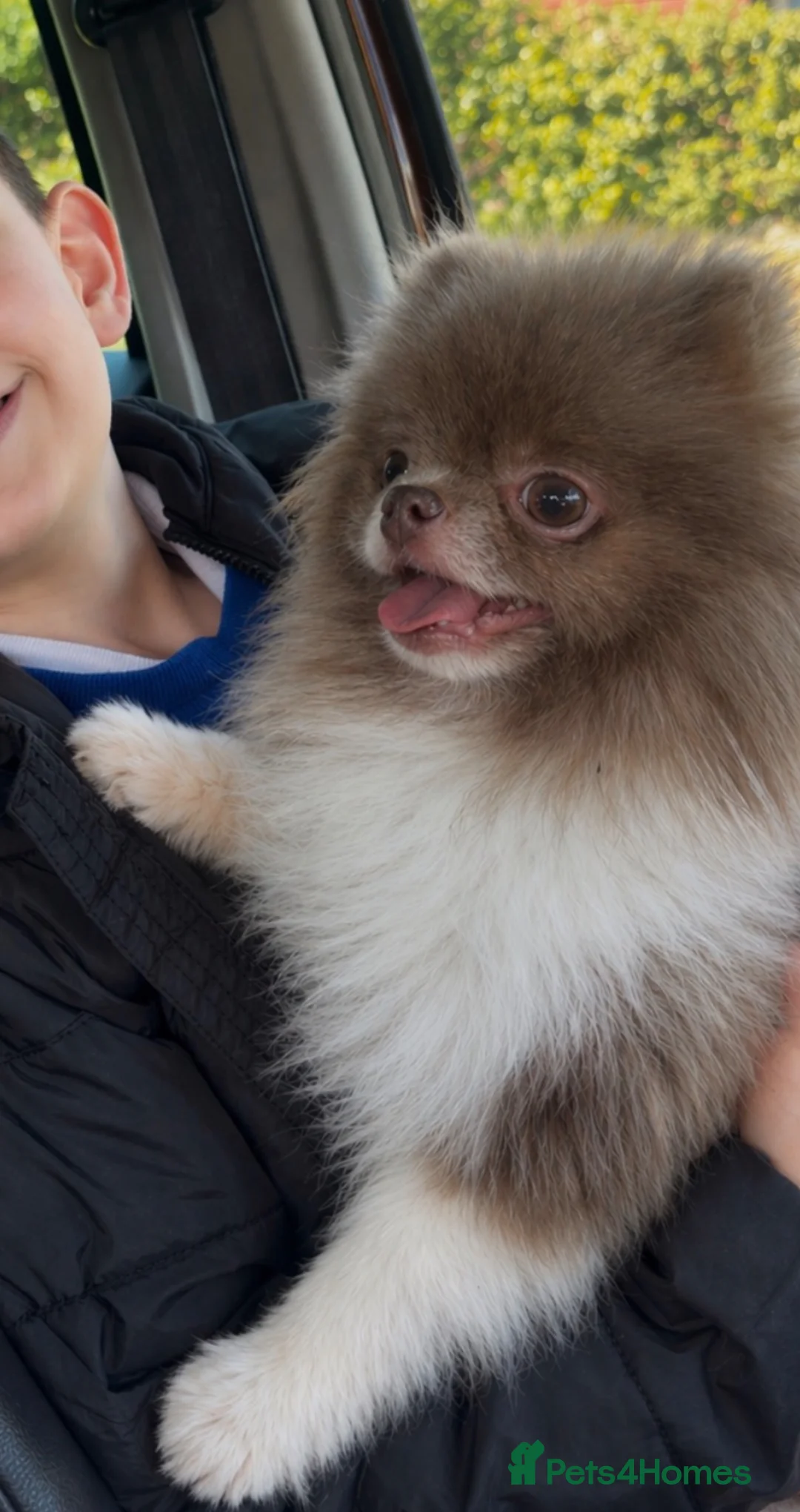 Pomeranian dogs for stud: Rare lilac parti 1.1kg Pomeranian stud  - Advert 2