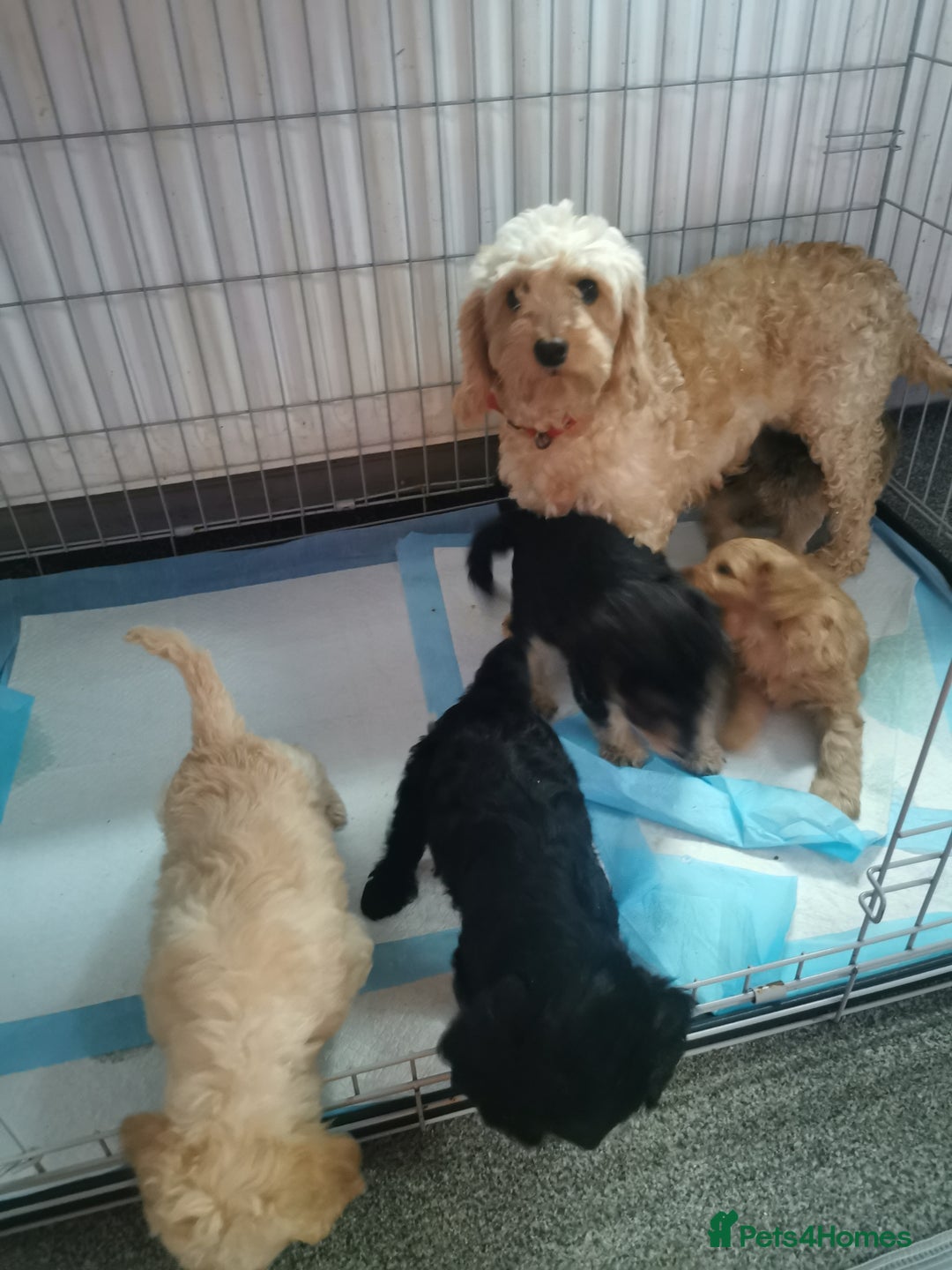 Cockapoo dogs for sale: Amazing cockapoo  - Advert 9