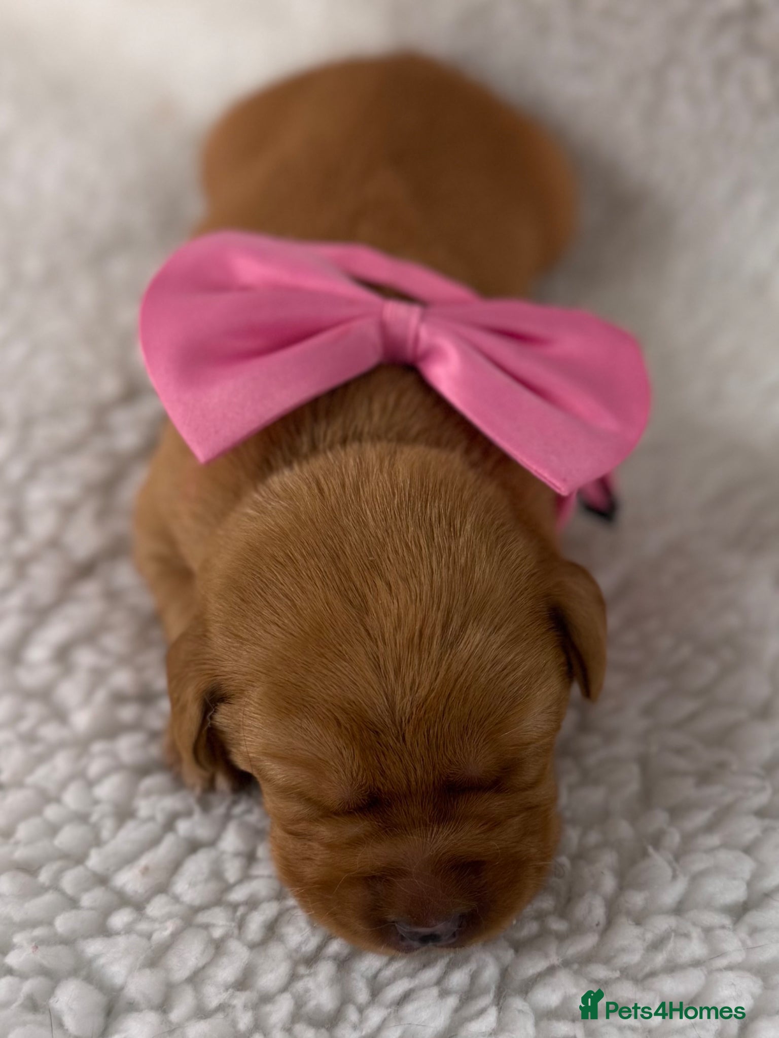 Labrador Retriever dogs for sale: Exceptional RKC Reg Labrador puppies - Advert 1