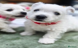 West Highland Terrier dogs for sale: Beautiful Westhighland Terrier Puppies  - Image 24