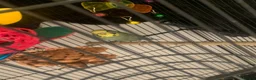 Budgerigars birds for sale: Budgies and canaries  in Hoddesdon - Advert 8