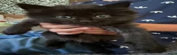 Mixed Breed cats for sale: Two beautiful kittens looking for their new homes in Newquay - Advert 3