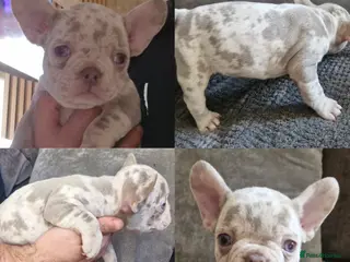 French Bulldog dogs Last female merle french bulldog - Advert 18
