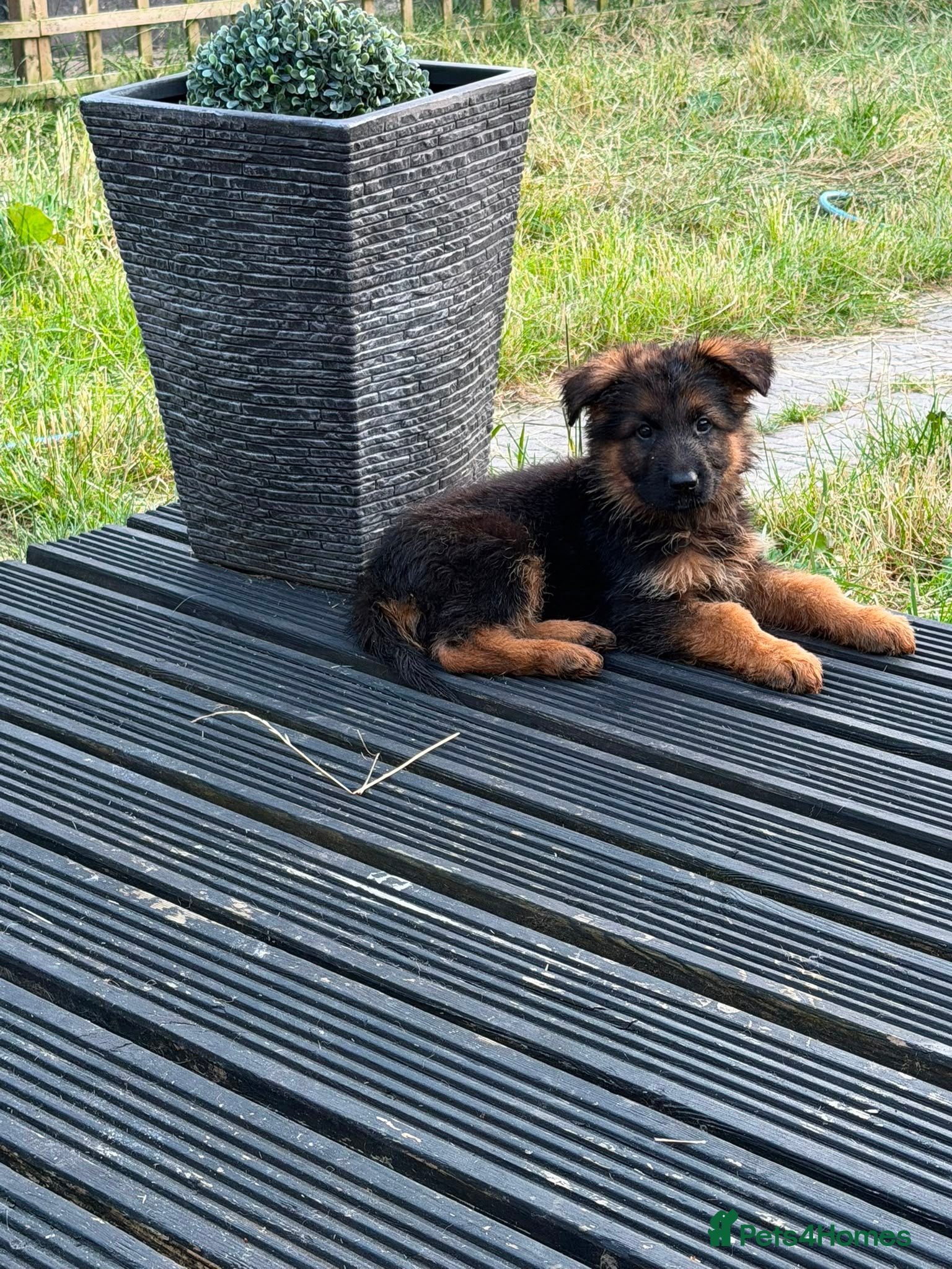 German Shepherd dogs German Shepard puppies ⭐️ready to be rehomed ⭐️ - Advert 1