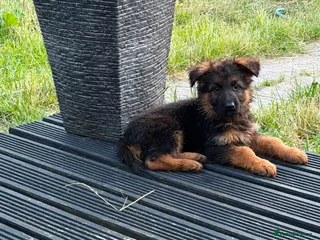 German Shepherd dogs German Shepard puppies ⭐️ready to be rehomed ⭐️ - Advert 1