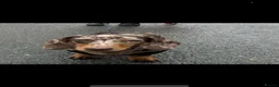 Miniature Dachshund dogs for sale: Beautiful Miniature Dachshunds  - Advert 9