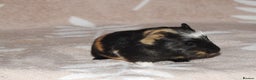 Guinea Pig rodents for sale: 2 crested guinea pigs available 1 male 1 female  - Advert 1