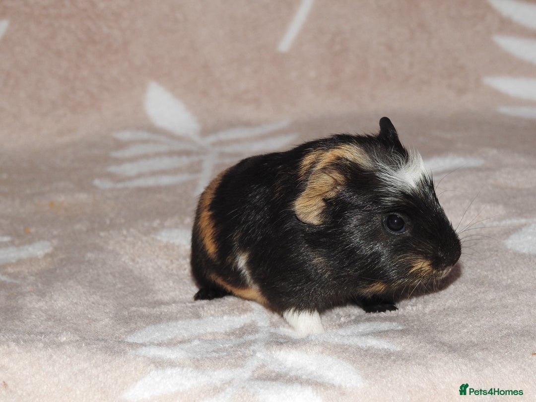 Guinea Pig rodents for sale: 2 crested guinea pigs available 1 male 1 female  - Advert 1
