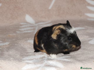 Guinea Pig rodents 2 crested guinea pigs available 1 male 1 female - Advert 1