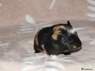 Guinea Pig rodents 2 crested guinea pigs available 1 male 1 female - Advert 19
