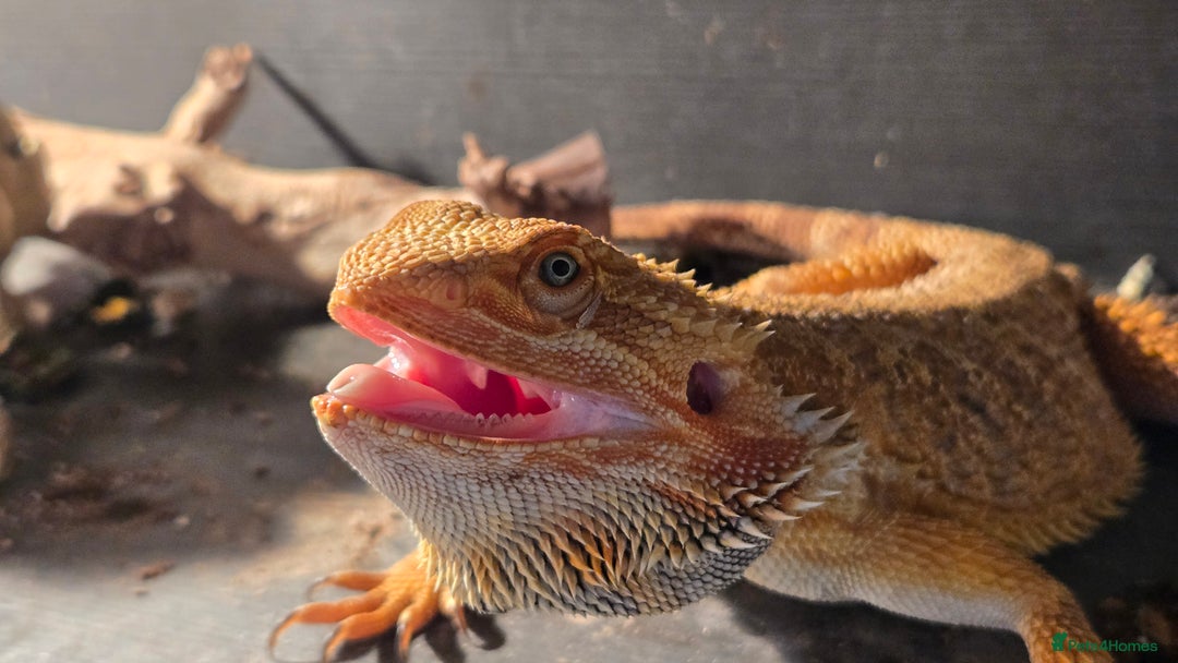 Bearded Dragon reptiles for sale: Male breaded dragon 1 year old - Image 4