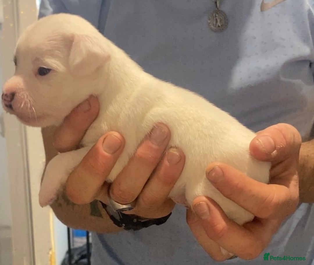 Parson Russell dogs for sale: KC Reg Champion lineage Puppys - Image 31