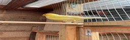 Canaries birds for sale: Cock Fife Canary in Northwich - Advert 6