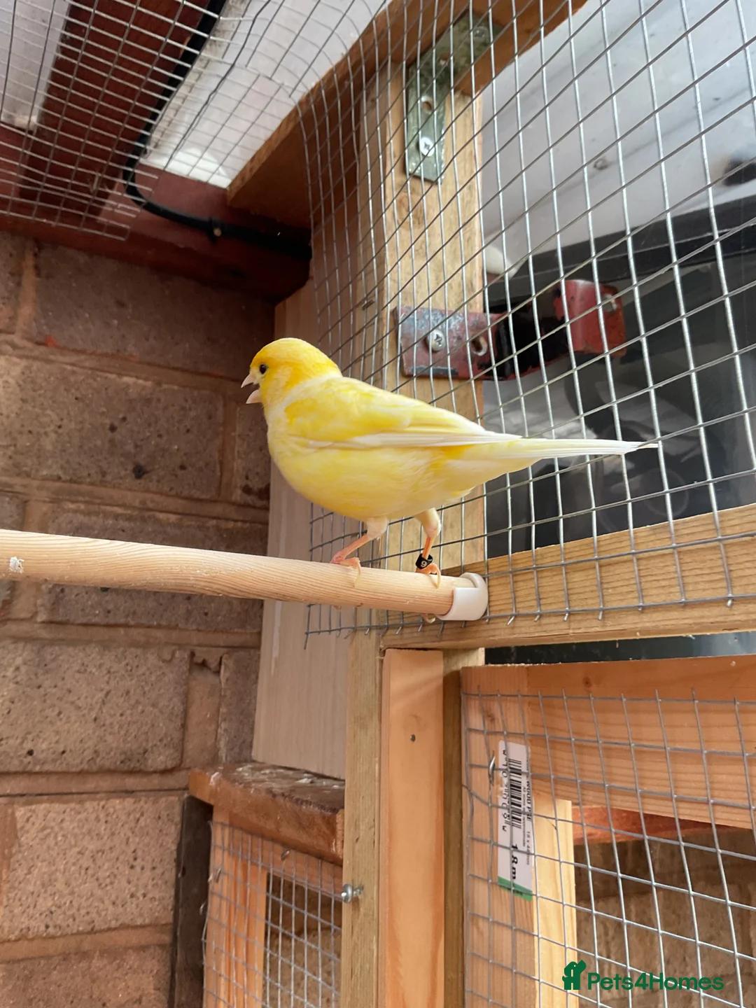 Canaries birds for sale: Cock Fife Canary in Northwich - Advert 6