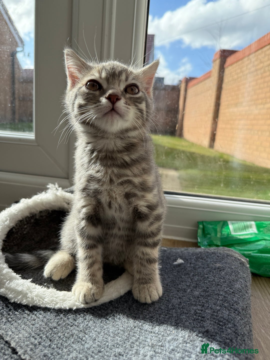 British Shorthair cats for sale: Full BSH kittens ready to leave now, 14 weeks old - Image 17