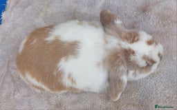 Mini Lop rabbits for sale: ☆ Orange Butterfly Doe ☆ - Image 4