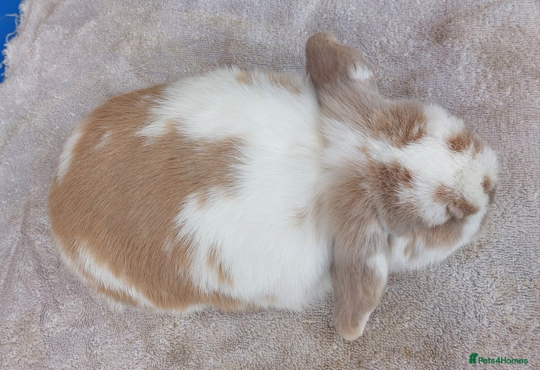 Mini Lop rabbits for sale: ☆ Orange Butterfly Doe ☆ - Image 4